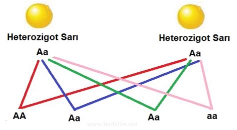 Heterozigot Organizma ve Gen İfadeleri