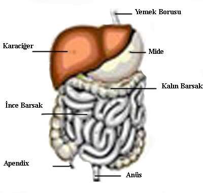 Antibiyotik İshali ve Sindirim Sistemi Sağlığı İlişkisi