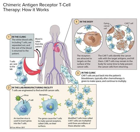 Car T Cell Tedavisi