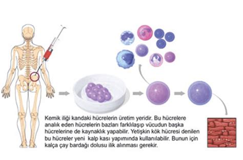 Kök Hücre ve Kemik İliği Nedir