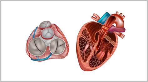 Kalp Kapağı Hastalıkları