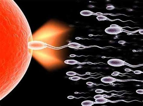 Sperm Testi