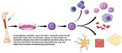 Kemik İliği ve Kök Hücre Toplama Yöntemleri