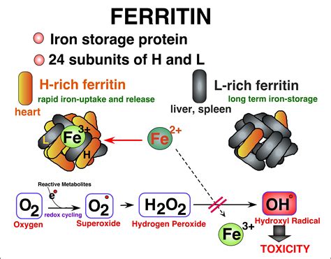 Ferritin