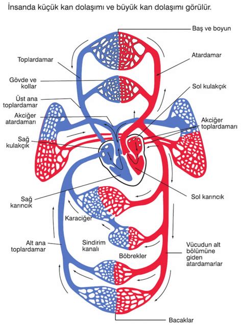 Büyük Ve Küçük Kan Dolaşımı